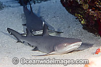 Whitetip Reef Sharks Triaenodon obesus Photo - David Fleetham