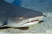 Whitetip Reef Shark resting under ledge Photo - David Fleetham