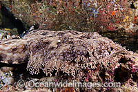 Tasselled Wobbegong Shark Photo - David Fleetham