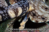 Tasselled Wobbegong Shark claspers Photo - David Fleetham