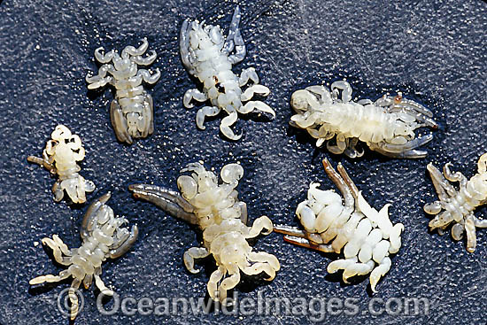 Whale Lice (Cyamus scammoni) also known as Cyamid Amphipod, found on a Grey Whale (Eschrichtius robustus). Photo taken in San Ignacio Lagoon, Mexico. Photo - David Fleetham Whale Lice (Cyamus scammoni) also known as Cyamid Amphipod, found on a Grey Whale (Eschrichtius robustus). Photo taken in San Ignacio Lagoon, Mexico. Photo - David Fleetham