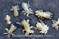 Whale Sea Lice Photo - David Fleetham