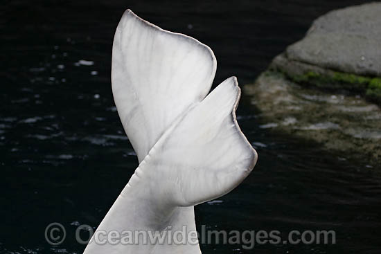 Beluga Whale Delphinapterus leucas photo Beluga Whale Delphinapterus leucas photo