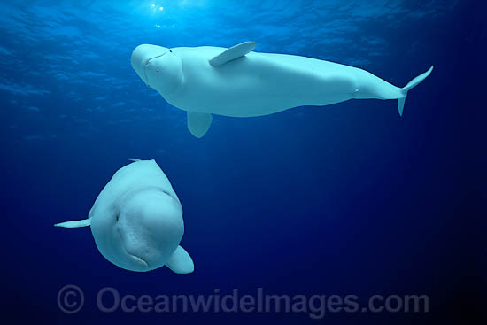 Beluga Whale (Delphinapterus leucas). Also known as White Whale. Found in the Arctic and sub-Arctic region. This is a digital composite image, whereby the Beluga's were photographed in captivity and the image merged with a water background image. Photo - David Fleetham Beluga Whale (Delphinapterus leucas). Also known as White Whale. Found in the Arctic and sub-Arctic region. This is a digital composite image, whereby the Beluga's were photographed in captivity and the image merged with a water background image. Photo - David Fleetham
