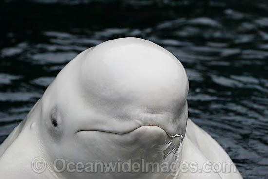 beluga whale habitat map. eluga whale habitat map.