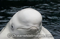 Beluga Whale Delphinapterus leucas Photo - David Fleetham