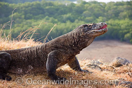 Komodo Dragon (Varanus komodoensis). World's largest lizard found on Komodo, Rinca, Flores, and Gili Motang Islands, Indonesia. Photo taken on Rinca Island. Listed as Vulnerable species on the IUCN Red List. Within the Coral Triangle. Photo - David Fleetham