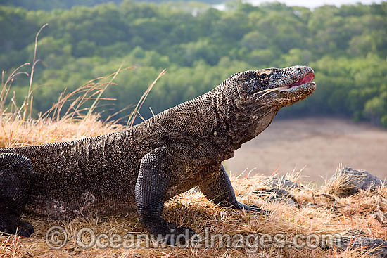 Komodo Dragon (Varanus komodoensis). World's largest lizard found on Komodo, Rinca, Flores, and Gili Motang Islands, Indonesia. Photo taken on Rinca Island. Listed as Vulnerable species on the IUCN Red List. Within the Coral Triangle. Photo - David Fleetham Komodo Dragon (Varanus komodoensis). World's largest lizard found on Komodo, Rinca, Flores, and Gili Motang Islands, Indonesia. Photo taken on Rinca Island. Listed as Vulnerable species on the IUCN Red List. Within the Coral Triangle. Photo - David Fleetham