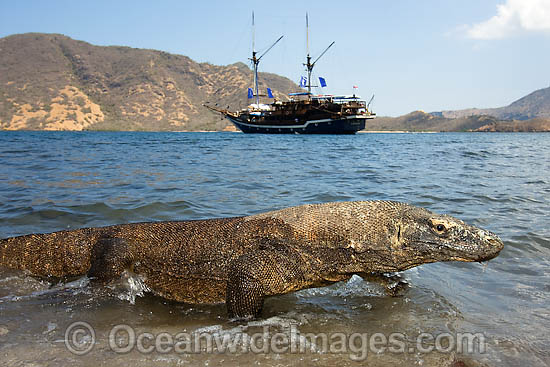 Komodo Dragon (Varanus komodoensis). World's largest lizard found on Komodo, Rinca, Flores, and Gili Motang Islands, Indonesia. Photo taken on Rinca Island. Listed as Vulnerable species on the IUCN Red List. Within the Coral Triangle. Photo - David Fleetham Komodo Dragon (Varanus komodoensis). World's largest lizard found on Komodo, Rinca, Flores, and Gili Motang Islands, Indonesia. Photo taken on Rinca Island. Listed as Vulnerable species on the IUCN Red List. Within the Coral Triangle. Photo - David Fleetham