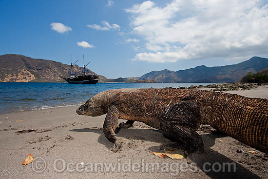 Komodo Dragon Rinca Island photo