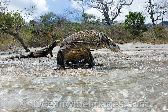 Komodo Dragon (Varanus komodoensis). World's largest lizard found on Komodo, Rinca, Flores, and Gili Motang Islands, Indonesia. Photo taken on Rinca Island. Listed as Vulnerable species on the IUCN Red List. Within the Coral Triangle. Photo - David Fleetham Komodo Dragon (Varanus komodoensis). World's largest lizard found on Komodo, Rinca, Flores, and Gili Motang Islands, Indonesia. Photo taken on Rinca Island. Listed as Vulnerable species on the IUCN Red List. Within the Coral Triangle. Photo - David Fleetham