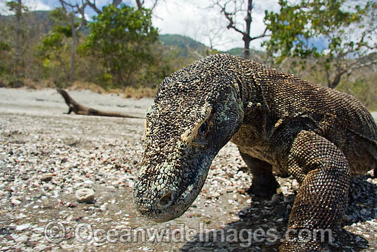 Komodo Dragon (Varanus komodoensis). World's largest lizard found on Komodo, Rinca, Flores, and Gili Motang Islands, Indonesia. Photo taken on Rinca Island. Listed as Vulnerable species on the IUCN Red List. Within the Coral Triangle. Photo - David Fleetham Komodo Dragon (Varanus komodoensis). World's largest lizard found on Komodo, Rinca, Flores, and Gili Motang Islands, Indonesia. Photo taken on Rinca Island. Listed as Vulnerable species on the IUCN Red List. Within the Coral Triangle. Photo - David Fleetham