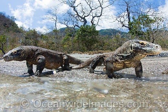 Komodo Dragon (Varanus komodoensis). World's largest lizard found on Komodo, Rinca, Flores, and Gili Motang Islands, Indonesia. Photo taken on Rinca Island. Listed as Vulnerable species on the IUCN Red List. Within the Coral Triangle. Photo - David Fleetham