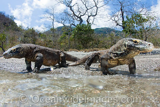 Komodo Dragon (Varanus komodoensis). World's largest lizard found on Komodo, Rinca, Flores, and Gili Motang Islands, Indonesia. Photo taken on Rinca Island. Listed as Vulnerable species on the IUCN Red List. Within the Coral Triangle. Photo - David Fleetham Komodo Dragon (Varanus komodoensis). World's largest lizard found on Komodo, Rinca, Flores, and Gili Motang Islands, Indonesia. Photo taken on Rinca Island. Listed as Vulnerable species on the IUCN Red List. Within the Coral Triangle. Photo - David Fleetham