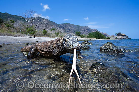 Komodo Dragon (Varanus komodoensis). World's largest lizard found on Komodo, Rinca, Flores, and Gili Motang Islands, Indonesia. Photo taken on Rinca Island. Listed as Vulnerable species on the IUCN Red List. Within the Coral Triangle. Photo - David Fleetham Komodo Dragon (Varanus komodoensis). World's largest lizard found on Komodo, Rinca, Flores, and Gili Motang Islands, Indonesia. Photo taken on Rinca Island. Listed as Vulnerable species on the IUCN Red List. Within the Coral Triangle. Photo - David Fleetham