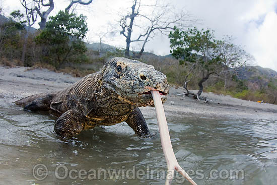 Komodo Dragon (Varanus komodoensis). World's largest lizard found on Komodo, Rinca, Flores, and Gili Motang Islands, Indonesia. Photo taken on Rinca Island. Listed as Vulnerable species on the IUCN Red List. Within the Coral Triangle. Photo - David Fleetham Komodo Dragon (Varanus komodoensis). World's largest lizard found on Komodo, Rinca, Flores, and Gili Motang Islands, Indonesia. Photo taken on Rinca Island. Listed as Vulnerable species on the IUCN Red List. Within the Coral Triangle. Photo - David Fleetham