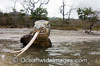 Komodo Dragon Varanus komodoensis Photo - David Fleetham
