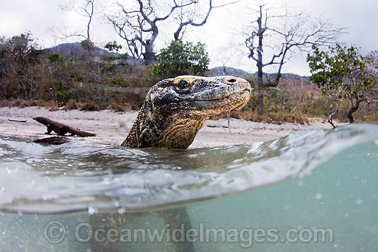 Komodo Dragon (Varanus komodoensis). World's largest lizard found on Komodo, Rinca, Flores, and Gili Motang Islands, Indonesia. Photo taken on Rinca Island. Listed as Vulnerable species on the IUCN Red List. Within the Coral Triangle. Photo - David Fleetham Komodo Dragon (Varanus komodoensis). World's largest lizard found on Komodo, Rinca, Flores, and Gili Motang Islands, Indonesia. Photo taken on Rinca Island. Listed as Vulnerable species on the IUCN Red List. Within the Coral Triangle. Photo - David Fleetham