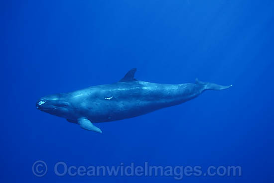 False Killer Whale Pseudorca crassidens photo