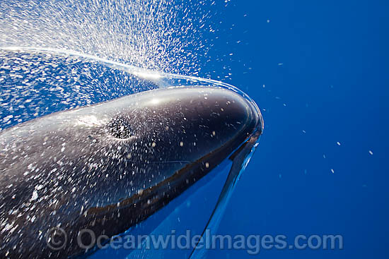 False Killer Whale blowing on surface photo