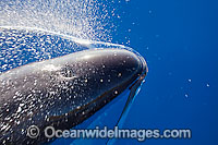 False Killer Whale blowing on surface Photo - David Fleetham