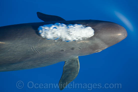 False Killer Whale (Pseudorca crassidens) blowing just under the surface. Found throughout temperate and tropical oceanic waters of the world, but not common. Photo taken in Hawaii. False Killer Whale (Pseudorca crassidens) blowing just under the surface. Found throughout temperate and tropical oceanic waters of the world, but not common. Photo taken in Hawaii.