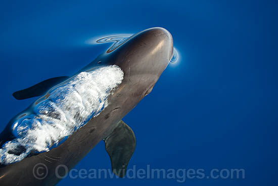 False Killer Whale blowing under surface photo