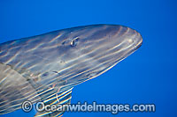 False Killer Whale Pseudorca crassidens Photo - David Fleetham