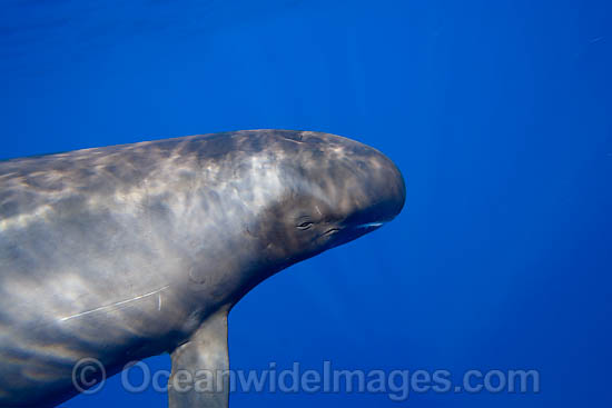 Pygmy Killer Whale Feresa attenuata photo