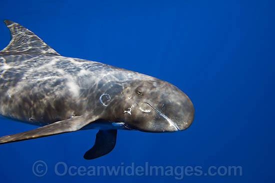 Pygmy Killer Whale photo