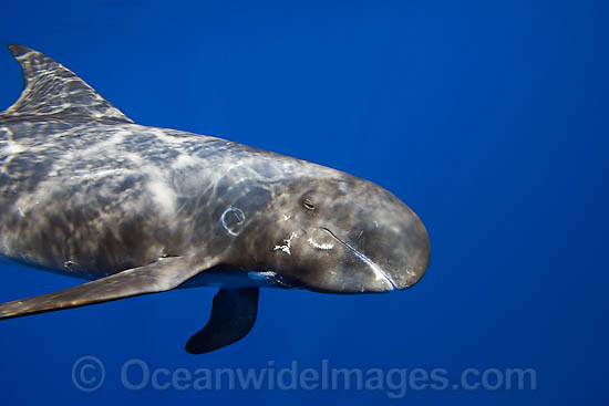 Pygmy Killer Whale photo Pygmy Killer Whale photo