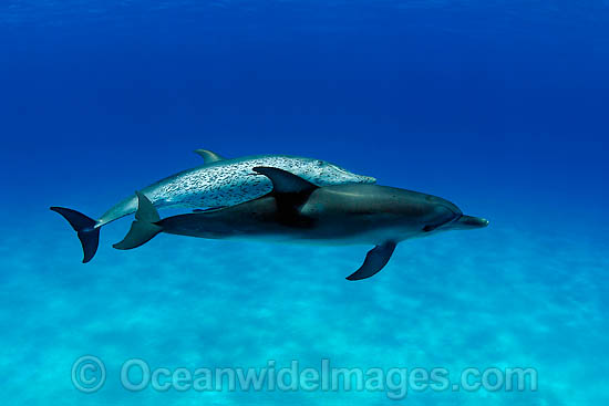 Atlantic Spotted Dolphins photo