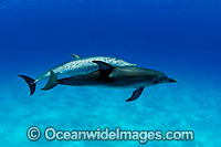 Atlantic Spotted Dolphins Photo - David Fleetham