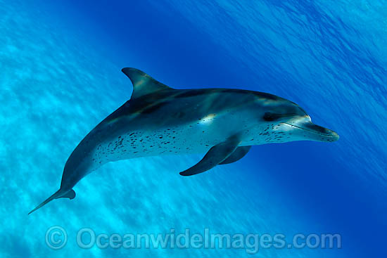 Atlantic Spotted Dolphin Stenella frontalis photo