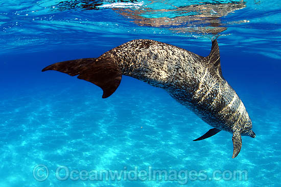 Atlantic Spotted Dolphin photo