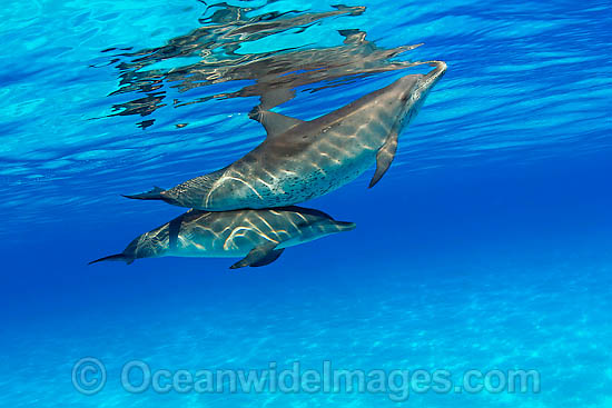 Atlantic Spotted Dolphins Stenella frontalis photo