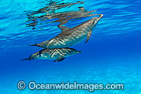 Atlantic Spotted Dolphins Stenella frontalis Photo - David Fleetham