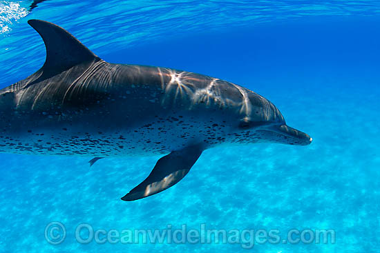 Atlantic Spotted Dolphin Stenella frontalis photo