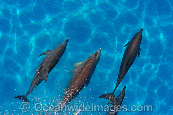 Atlantic Spotted Dolphins photo