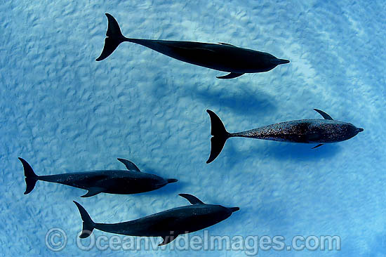Atlantic Spotted Dolphins using sonar to hunt photo Atlantic Spotted Dolphins using sonar to hunt photo