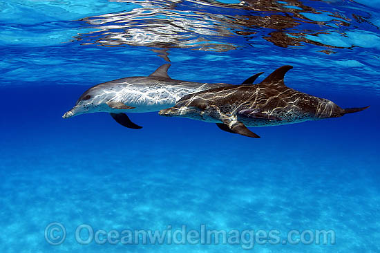 Atlantic Spotted Dolphin (Stenella frontalis). Found throughout the Gulf Stream of the North Atlantic Ocean. Photo taken in Bahamas, Caribbean Sea, Atlantic Ocean Photo - David Fleetham