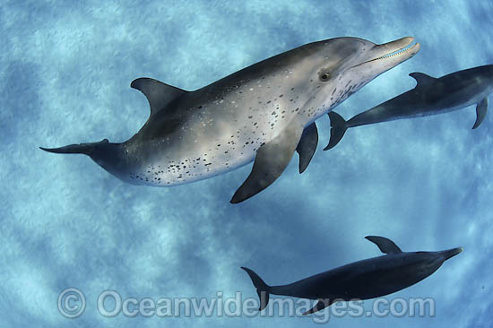 Atlantic Spotted Dolphin photo