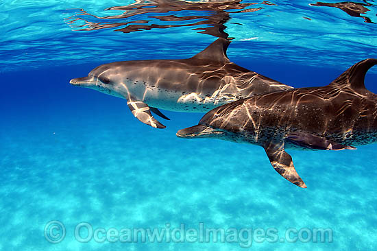 Atlantic Spotted Dolphin Stenella frontalis photo