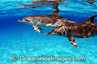Atlantic Spotted Dolphin Stenella frontalis Photo - David Fleetham