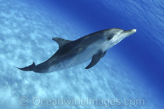 Atlantic Spotted Dolphin (Stenella frontalis). Found throughout the Gulf Stream of the North Atlantic Ocean. Photo taken in Bahamas, Caribbean Sea, Atlantic Ocean Photo - David Fleetham