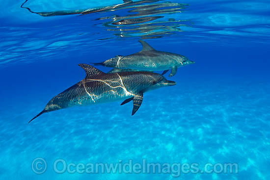 Atlantic Spotted Dolphin (Stenella frontalis). Found throughout the Gulf Stream of the North Atlantic Ocean. Photo taken in Bahamas, Caribbean Sea, Atlantic Ocean Photo - David Fleetham Atlantic Spotted Dolphin (Stenella frontalis). Found throughout the Gulf Stream of the North Atlantic Ocean. Photo taken in Bahamas, Caribbean Sea, Atlantic Ocean Photo - David Fleetham