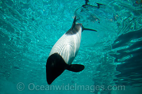 Commerson's Dolphin Cephalorhynchus commersonii photo