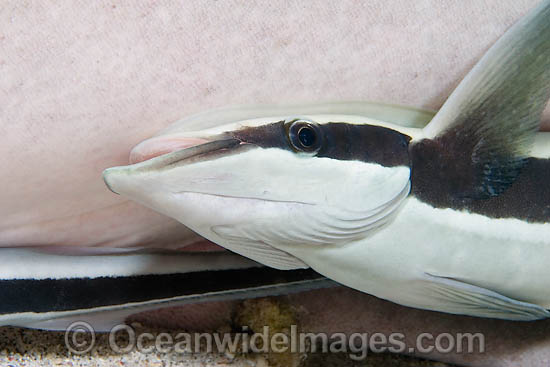 Remora attached to Lemon Shark photo
