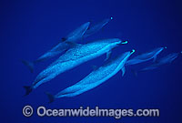 Pantropical Spotted Dolphin Photo - David Fleetham