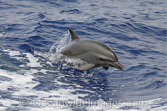 Atlantic Spotted Dolphins photo